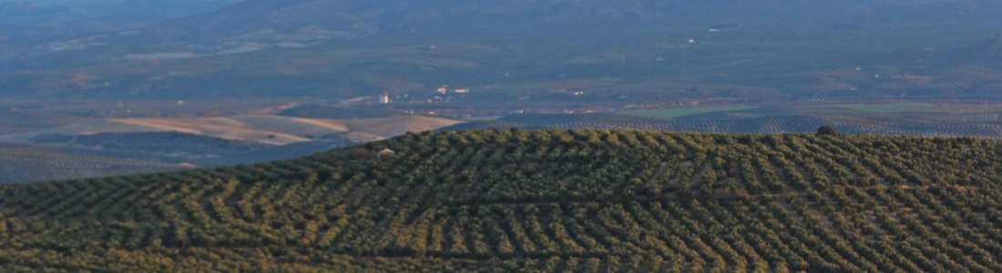 COAG-Jaén exige mayor sensibilidad de la Tesorería de la Seguridad Social con el sector agrario COAG-Jaén exige mayor sensibilidad de la Tesorería de la Seguridad Social con el sector agrario