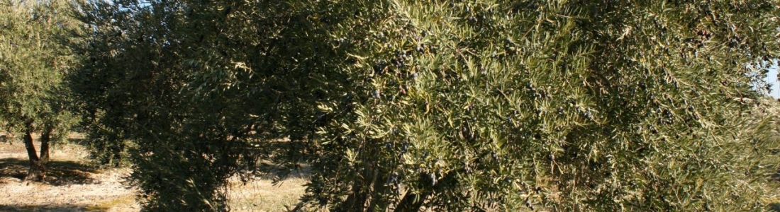 La DO Sierra Mágina prevé una cosecha de aceite de oliva similar a la de la pasada campaña La DO Sierra Mágina prevé una cosecha de aceite de oliva similar a la de la pasada campaña