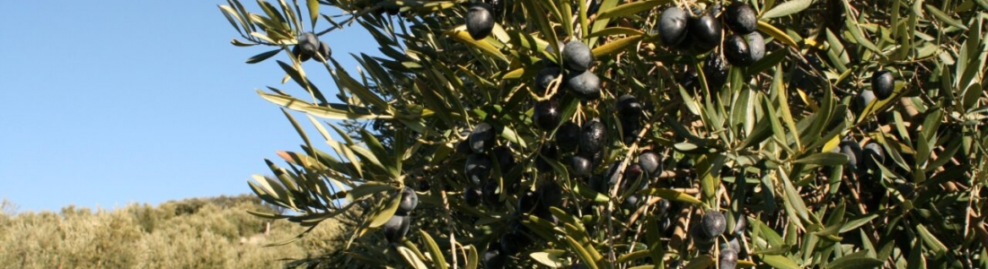 COAG muestra su sorpresa por los datos del aforo del aceite de oliva y considera que serán menores por la falta de lluvia COAG muestra su sorpresa por los datos del aforo del aceite de oliva y considera que serán menores por la falta de lluvia