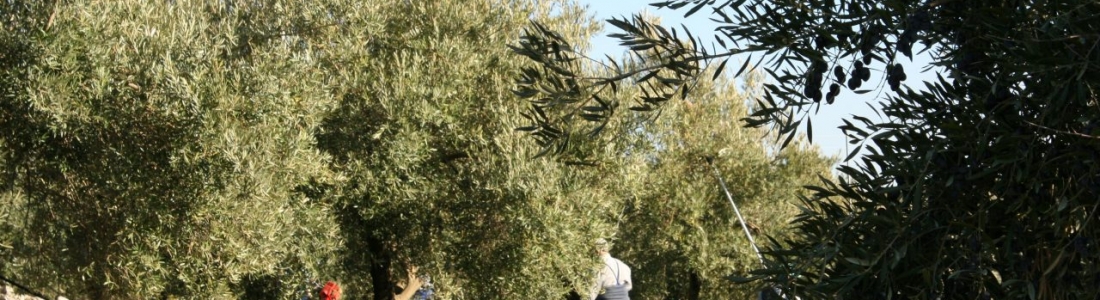 La recolección de la aceituna enfila su recta con buena calidad y con bajos rendimientos La recolección de la aceituna enfila su recta con buena calidad y con bajos rendimientos