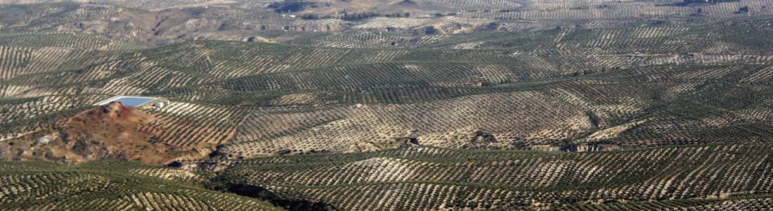 Carmen Ortiz teme que el Ministerio de Agricultura «volverá a dar la espalda» a Andalucía sobre las ayudas asociadas de la PAC Carmen Ortiz teme que el Ministerio de Agricultura «volverá a dar la espalda» a Andalucía sobre las ayudas asociadas de la PAC