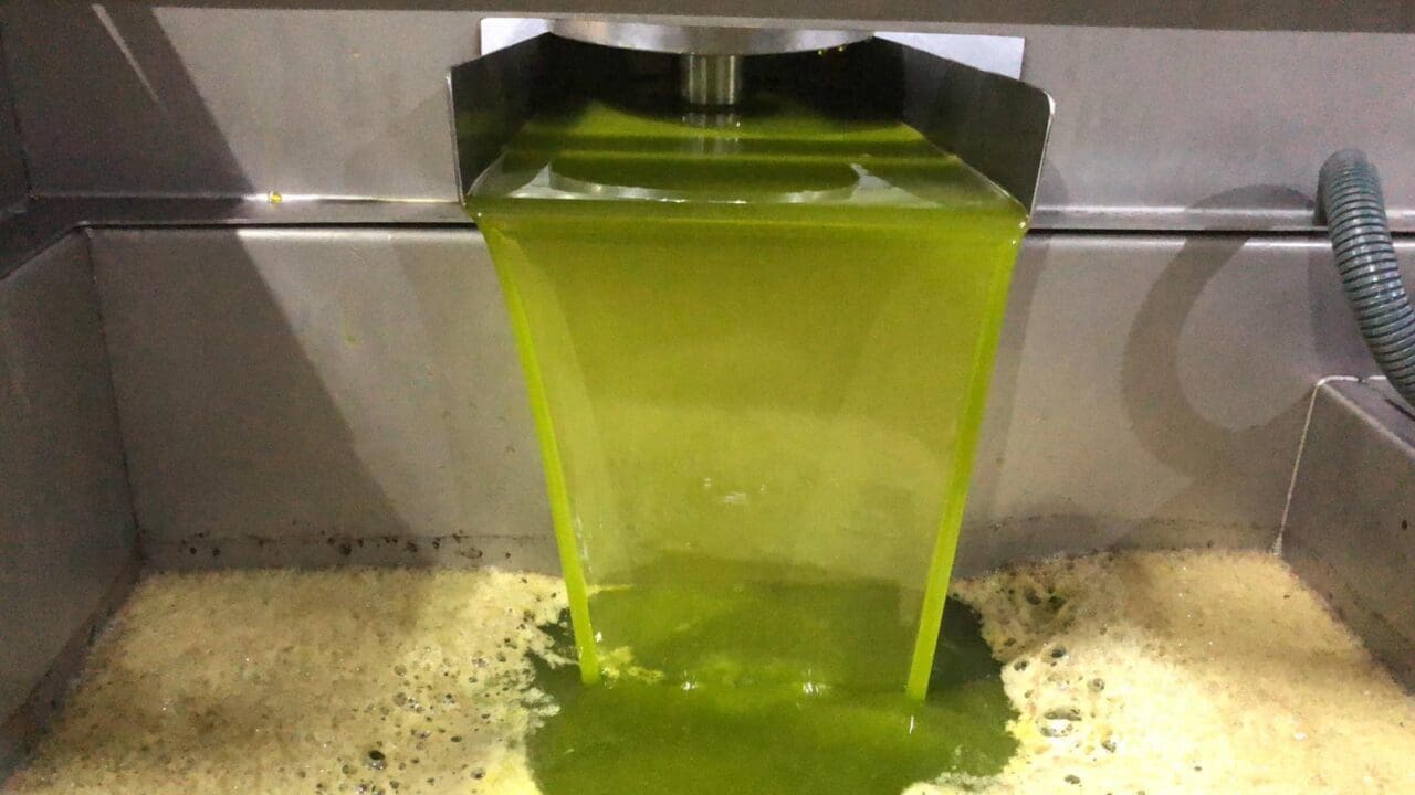 La IGP Aceite de Jaén aumenta su musculatura con la inscripción de la cooperativa Ciudad de Jaén, Aires de Jaén y Aceites Bañón, y hay pendientes varias cooperativas La IGP Aceite de Jaén aumenta su musculatura con la inscripción de la cooperativa Ciudad de Jaén, Aires de Jaén y Aceites Bañón, y hay pendientes varias cooperativas