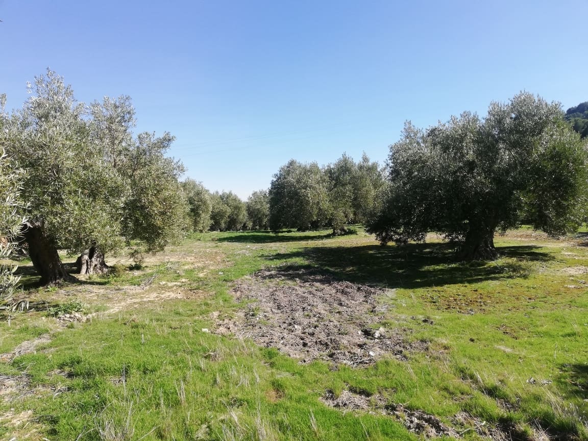 El Ministerio de Agricultura asigna los nuevos derechos de la Reserva Nacional de Pago Básico solicitados en 2020 El Ministerio de Agricultura asigna los nuevos derechos de la Reserva Nacional de Pago Básico solicitados en 2020