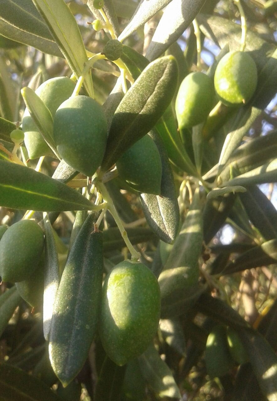 ec2ce y Juan Vilar Consultores Estratégicos se unen para crear un mecanismo que prediga tendencias de precio del aceite de oliva ec2ce y Juan Vilar Consultores Estratégicos se unen para crear un mecanismo que prediga tendencias de precio del aceite de oliva