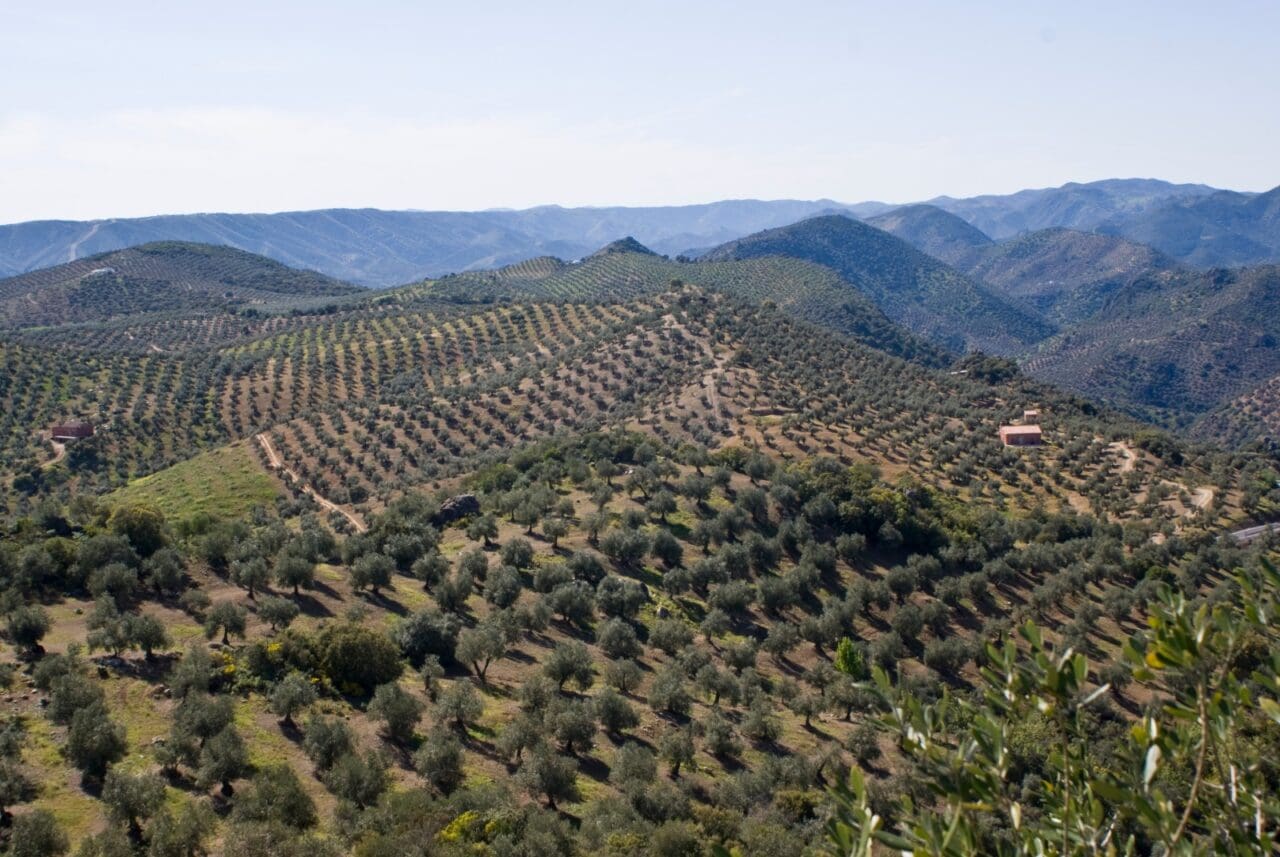 La Junta destaca el trabajo realizado por la candidatura del Paisaje del Olivar en Andalucía La Junta destaca el trabajo realizado por la candidatura del Paisaje del Olivar en Andalucía
