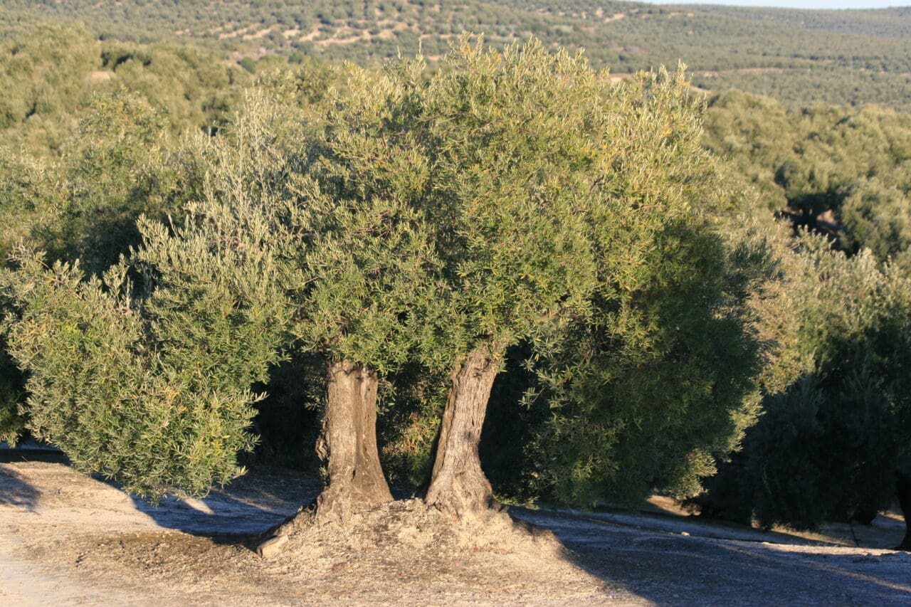 El PSOE valora la reducción de módulos al sector agrario anunciada por el Ministerio de Agricultura El PSOE valora la reducción de módulos al sector agrario anunciada por el Ministerio de Agricultura