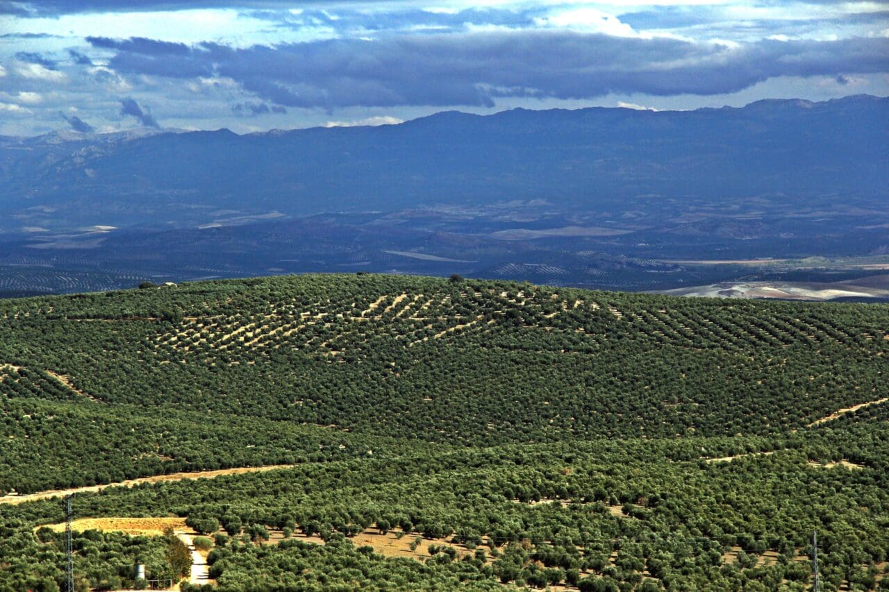 Baeza vuelve a ser la primera potencia olivarera y recobra su posición como municipio más productor de aceites de oliva de Jaén en esta campaña, seguido por Villacarrillo y Úbeda Baeza vuelve a ser la primera potencia olivarera y recobra su posición como municipio más productor de aceites de oliva de Jaén en esta campaña, seguido por Villacarrillo y Úbeda