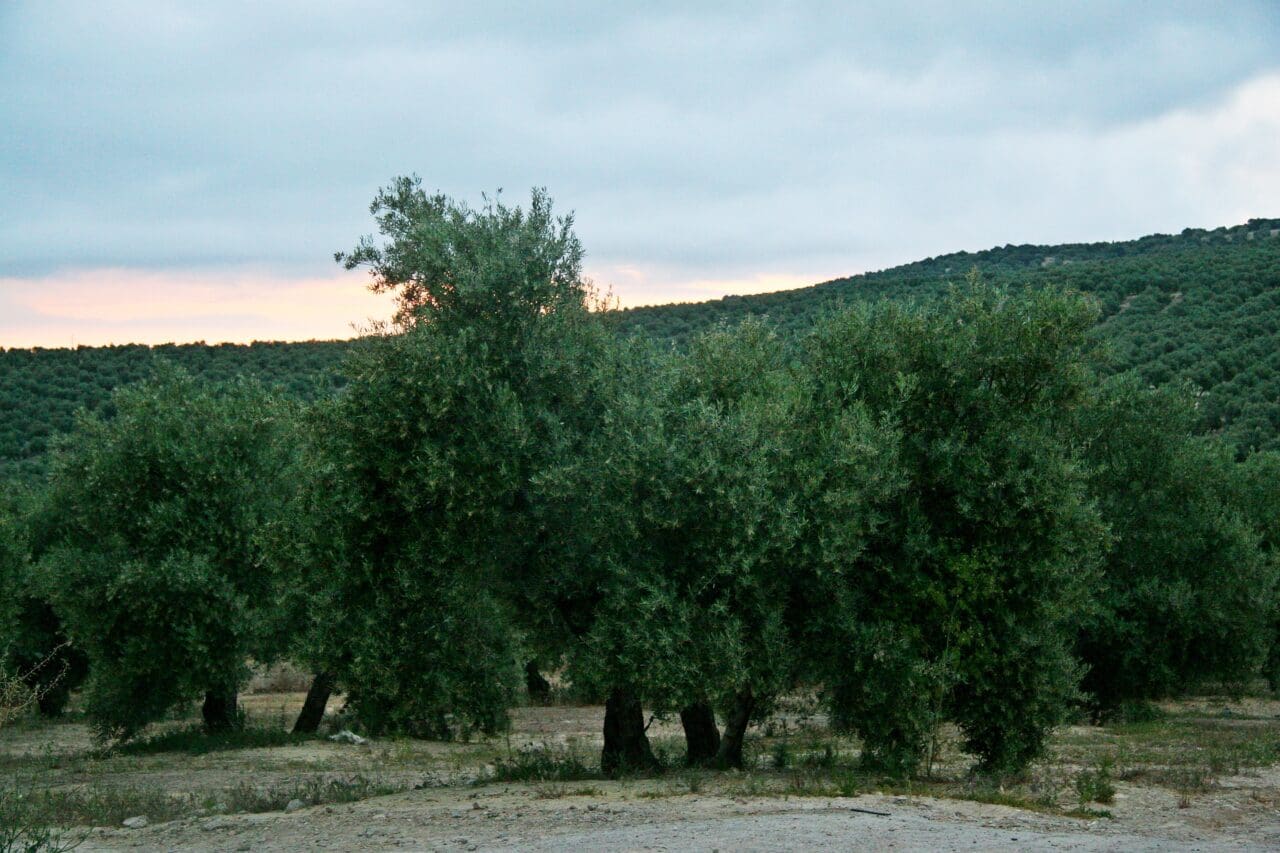 El Ministerio de Agricultura asigna 17.186.022 de euros de la Reserva Nacional de Pago Básico en 2020 El Ministerio de Agricultura asigna 17.186.022 de euros de la Reserva Nacional de Pago Básico en 2020