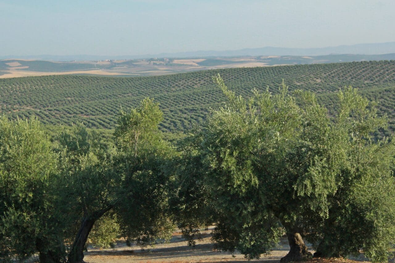 España solicita a la Comisión Europea el incremento de hasta el 70% de los anticipos de la PAC y del 85% de las de Desarrollo Rural España solicita a la Comisión Europea el incremento de hasta el 70% de los anticipos de la PAC y del 85% de las de Desarrollo Rural