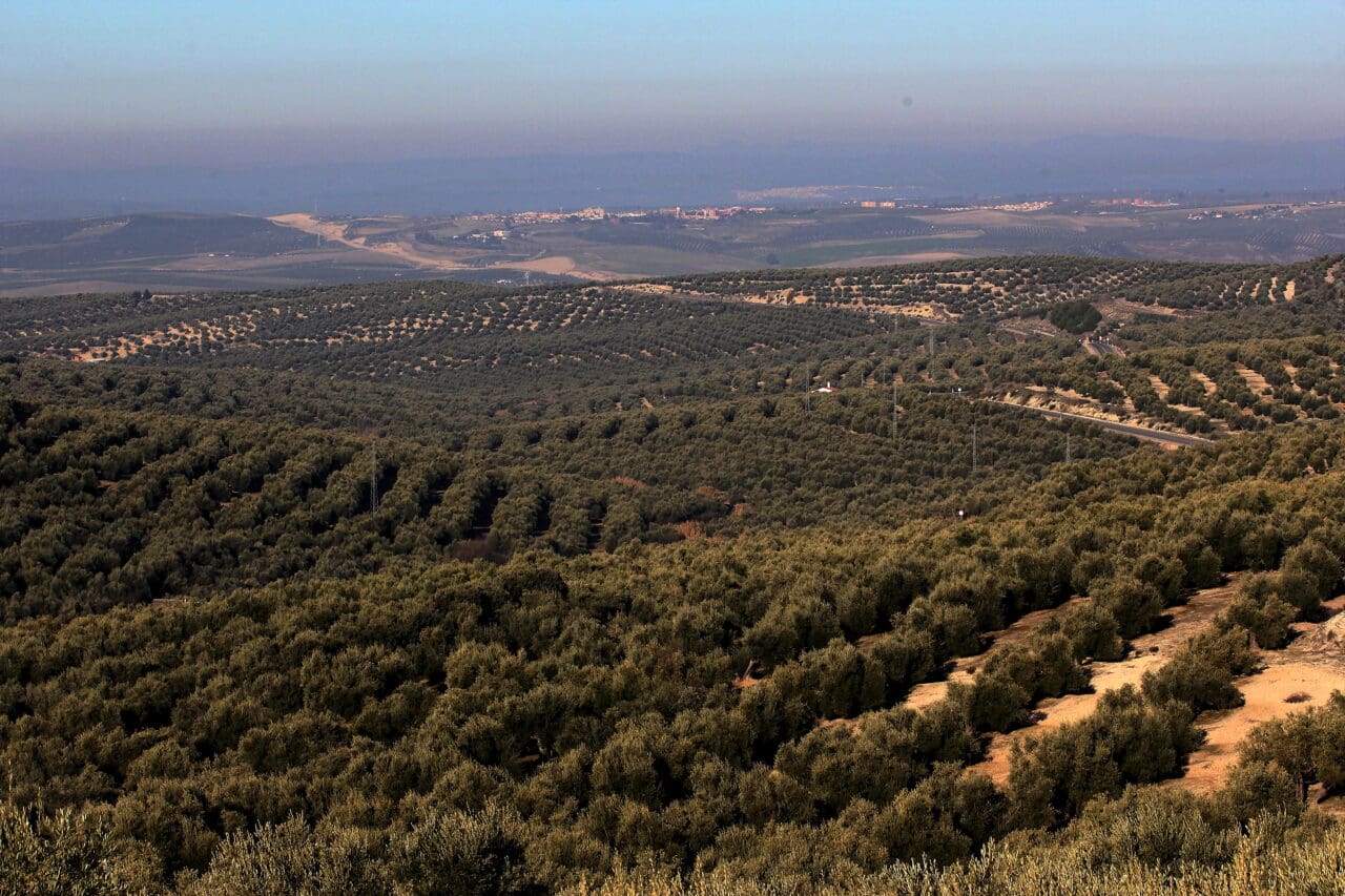 COAG-Jaén denuncia previsiones de producción mundial de aceite «interesadas y falsas» COAG-Jaén denuncia previsiones de producción mundial de aceite «interesadas y falsas»