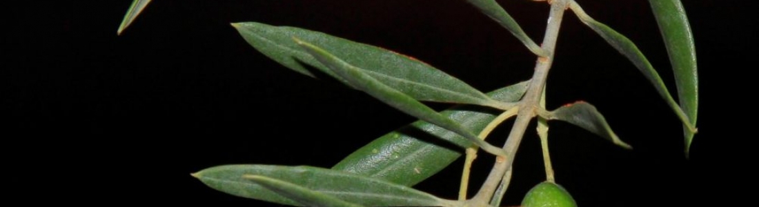 Los precios del aceite de oliva en origen mantienen la estabilidad en el nuevo año Los precios del aceite de oliva en origen mantienen la estabilidad en el nuevo año