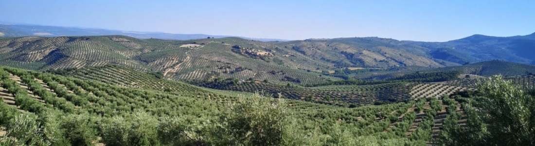 Municipios de la Sierra de Cazorla solicitan a la Junta un plan de choque para paliar los daños que ocasionaron las tormentas de junio a los agricultores Municipios de la Sierra de Cazorla solicitan a la Junta un plan de choque para paliar los daños que ocasionaron las tormentas de junio a los agricultores
