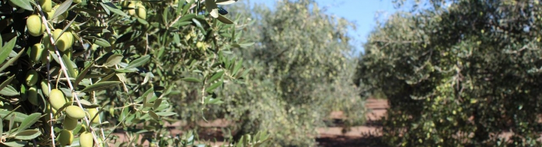 Agricultura empieza a abonar el segundo pago de las ayudas a jóvenes Agricultura empieza a abonar el segundo pago de las ayudas a jóvenes