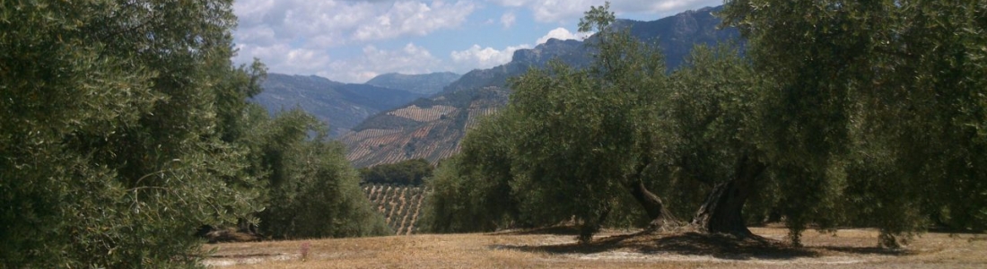 Más de 500.000 toneladas de aceite de oliva se han comercializado ya en esta campaña Más de 500.000 toneladas de aceite de oliva se han comercializado ya en esta campaña