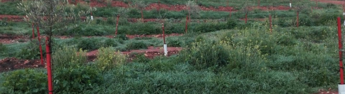 La Junta abre el trámite de información pública del Decreto de Ordenación de la Producción Ecológica La Junta abre el trámite de información pública del Decreto de Ordenación de la Producción Ecológica