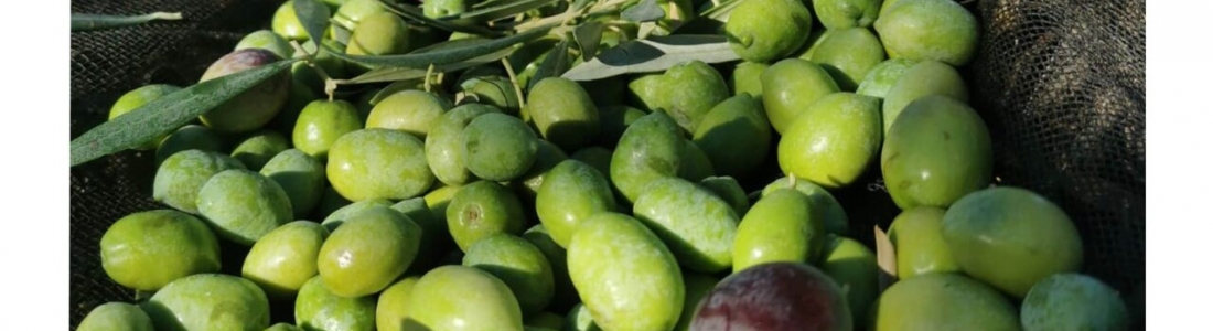 El Ministerio de Agricultura convoca el premio Alimentos de España a los mejores aceites de oliva virgen extra de la campaña 2021/22 El Ministerio de Agricultura convoca el premio Alimentos de España a los mejores aceites de oliva virgen extra de la campaña 2021/22