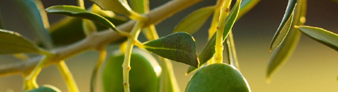 Jaén acogerá el «3RD International Yale Symposium on Olive Oil&Health», desde el 9 al 12 de diciembre Jaén acogerá el «3RD International Yale Symposium on Olive Oil&Health», desde el 9 al 12 de diciembre