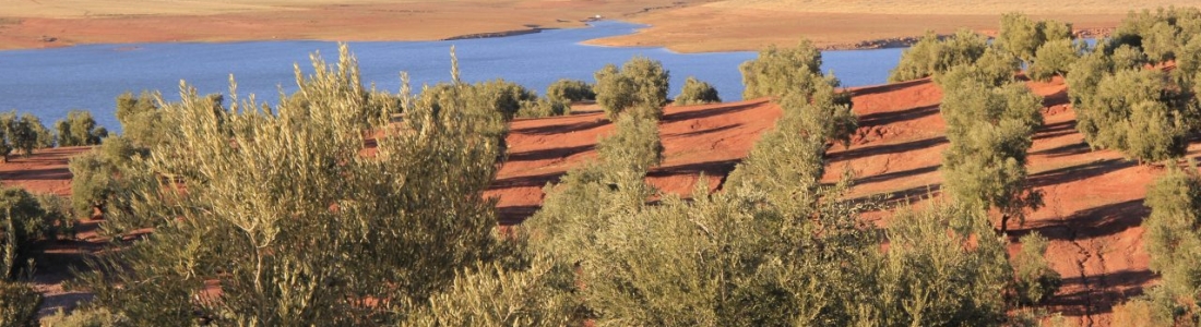 El delegado de Agricultura aboga por la concienciación del consumidor para incrementar los diferenciales de precios del aceite El delegado de Agricultura aboga por la concienciación del consumidor para incrementar los diferenciales de precios del aceite