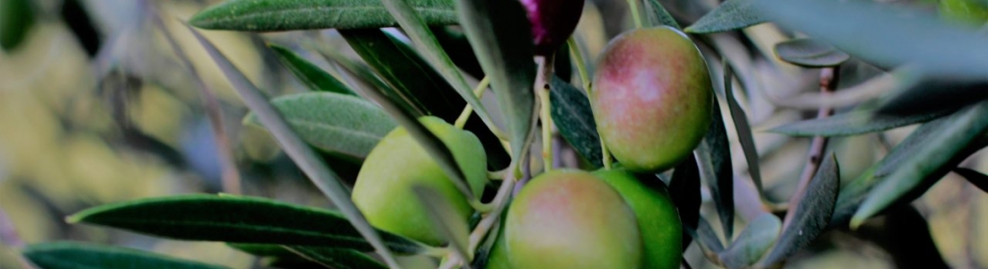 El Ministerio de Agricultura presentará en Fitur la propuesta «Viaje por los paisajes y sabores de España» El Ministerio de Agricultura presentará en Fitur la propuesta «Viaje por los paisajes y sabores de España»