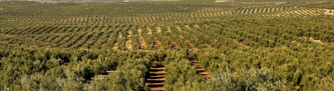 Agricultura descarta la presencia de «xylella» tras realizar más de 700 muestras en Jaén Agricultura descarta la presencia de «xylella» tras realizar más de 700 muestras en Jaén