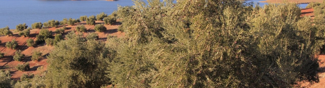 Agricultura confía que la CE se pronuncie “lo antes posible” sobre el expediente de la IGP Aceite de Jaén Agricultura confía que la CE se pronuncie “lo antes posible” sobre el expediente de la IGP Aceite de Jaén