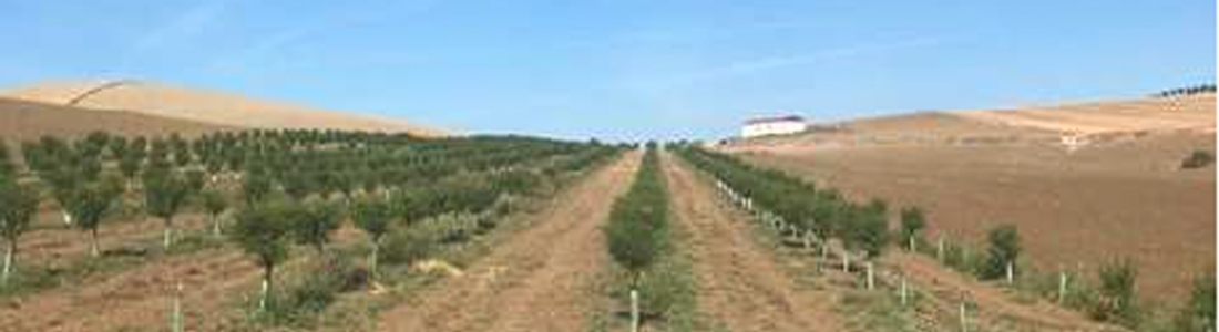 La Diputación de Jaén concede en 2019 más de 400.000 euros para apoyar la actividad ganadera y agraria alternativa al olivar La Diputación de Jaén concede en 2019 más de 400.000 euros para apoyar la actividad ganadera y agraria alternativa al olivar