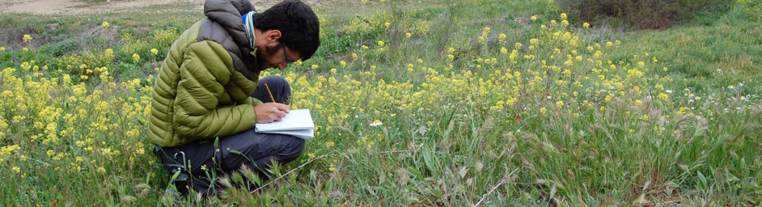 Investigadores de la UJA consideran esencial el manejo extensivo de las cubiertas vegetales de olivar y la presencia de áreas naturales para incrementar la diversidad de especies y sus funciones Investigadores de la UJA consideran esencial el manejo extensivo de las cubiertas vegetales de olivar y la presencia de áreas naturales para incrementar la diversidad de especies y sus funciones