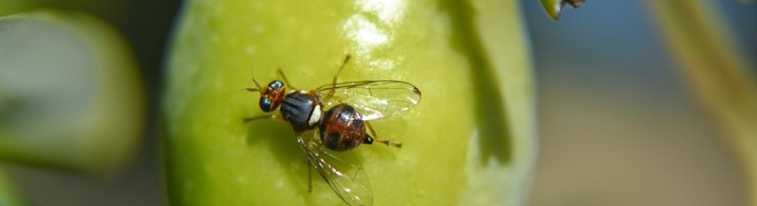 La DO Sierra Mágina ultima el tratamiento contra la mosca del olivo La DO Sierra Mágina ultima el tratamiento contra la mosca del olivo