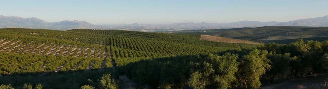 Tailandia, nuevo reto de conquista para el cultivo del olivar Tailandia, nuevo reto de conquista para el cultivo del olivar