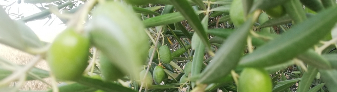 UPA Andalucía califica de realista el aforo de cosecha de aceite presentado por la Junta, siempre que haya un otoño lluvioso UPA Andalucía califica de realista el aforo de cosecha de aceite presentado por la Junta, siempre que haya un otoño lluvioso