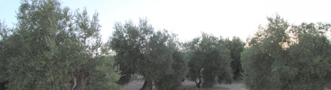 Agricultores y ganaderos de toda Andalucía se manifiestan este jueves en Sevilla para exigir a Luis Planas que rectifique su propuesta de Plan Estratégico de la PAC Agricultores y ganaderos de toda Andalucía se manifiestan este jueves en Sevilla para exigir a Luis Planas que rectifique su propuesta de Plan Estratégico de la PAC