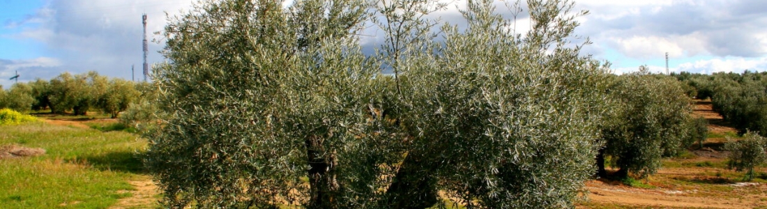 El 10 % de la superficie agraria en España ya es ecológica y supera los 2,4 millones de hectáreas en 2020 El 10 % de la superficie agraria en España ya es ecológica y supera los 2,4 millones de hectáreas en 2020