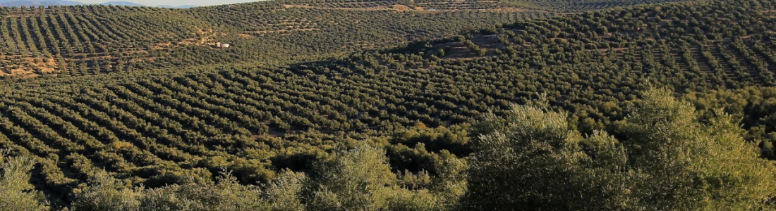 Cazorla acoge unas jornadas sobre olivar y manejo de suelos para mejorar la sostenibilidad ambiental Cazorla acoge unas jornadas sobre olivar y manejo de suelos para mejorar la sostenibilidad ambiental