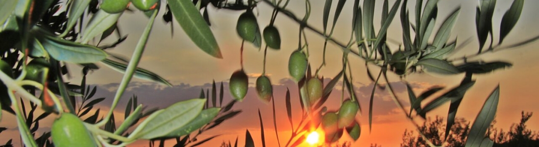 La Junta adelanta a finales de agosto los trabajos del aforo, cuya estimación de aceite y de aceituna para la próxima campaña oleícola será presentada en Expoliva La Junta adelanta a finales de agosto los trabajos del aforo, cuya estimación de aceite y de aceituna para la próxima campaña oleícola será presentada en Expoliva