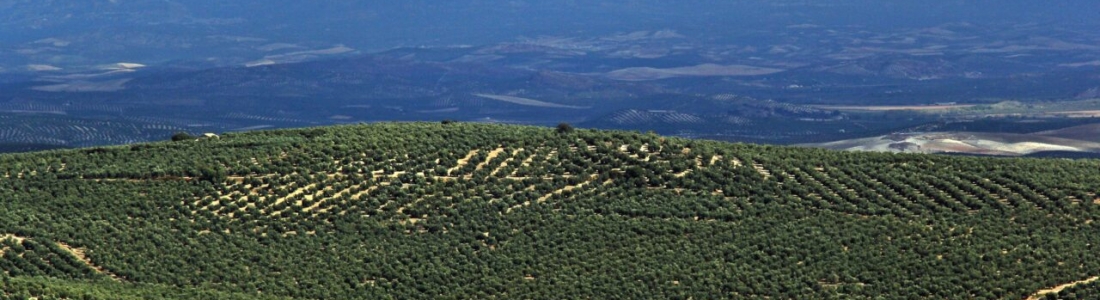 El Consejo Andaluz de Universidades informa a favor de la creación del Instituto Universitario de Investigación en Olivar y Aceites de Oliva de la UJA El Consejo Andaluz de Universidades informa a favor de la creación del Instituto Universitario de Investigación en Olivar y Aceites de Oliva de la UJA
