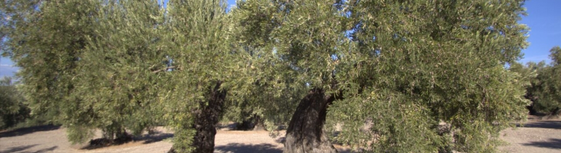 COAG Jaén advierte que las últimas lluvias no han paliado el estrés hídrico que padece el olivar COAG Jaén advierte que las últimas lluvias no han paliado el estrés hídrico que padece el olivar