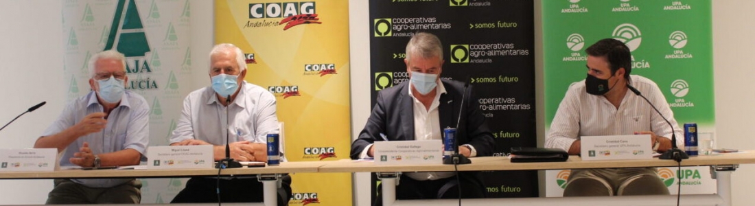 El sector agrario alerta de la pérdida de renta que provocarán los ecoesquemas de la PAC en Andalucía El sector agrario alerta de la pérdida de renta que provocarán los ecoesquemas de la PAC en Andalucía