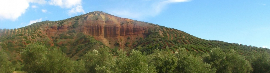 La DOP Sierra de Segura prevé una producción de 10.000 toneladas de aceite de oliva en esta campaña oleícola La DOP Sierra de Segura prevé una producción de 10.000 toneladas de aceite de oliva en esta campaña oleícola